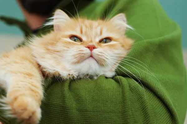 Rote Katze Mit Grünen Augen Auf Menschenhänden — Stockfoto