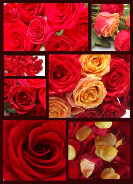 Colagem de imagens com rosas vermelhas — Fotografia de Stock