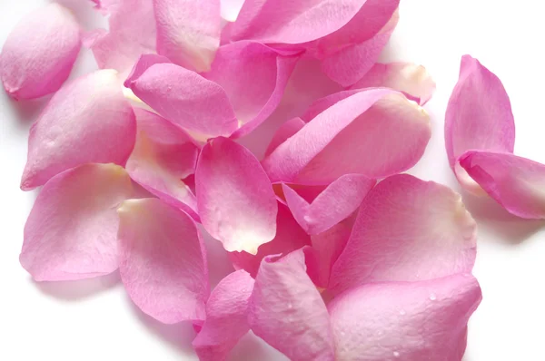 在白色背景上的粉红色玫瑰的花瓣 — 图库照片