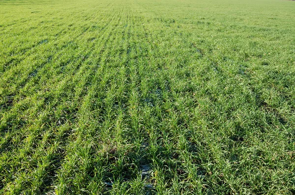 stock image Green winter-crops