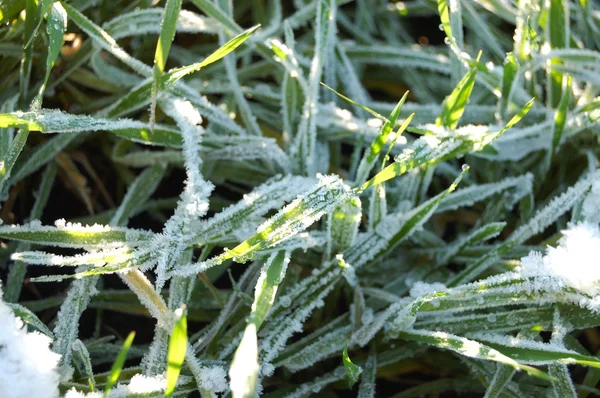 Cultivos Verdes Invierno Con Nieve —  Fotos de Stock