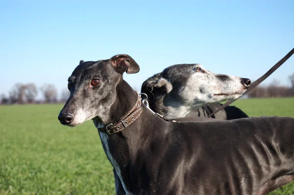 Par Svarta Greyhounds Före Jakt — Stockfoto