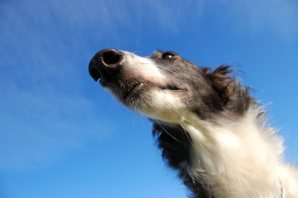 Russian wolfhound - Borzoi - against of blue sky — Stock Photo, Image