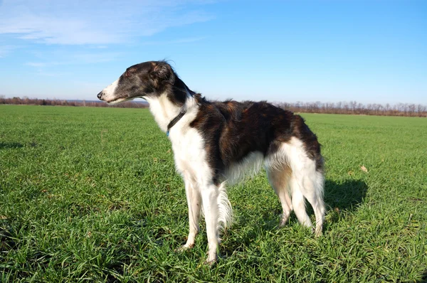 Wolfhound Russe Borzoi Dans Attente Chasse — Photo