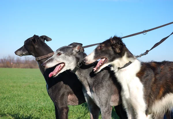 Мисливські Собаки Відкритому Полі Два Грейхаунда Борзо — стокове фото