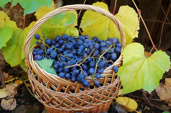 Stock image Woven basket with grapes and grapevine with yellow leaves