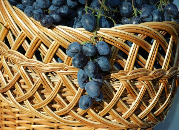 Woven basket with blue grapes — Stock Photo, Image