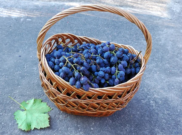 Stock image Woven basket with grapes and green leaf