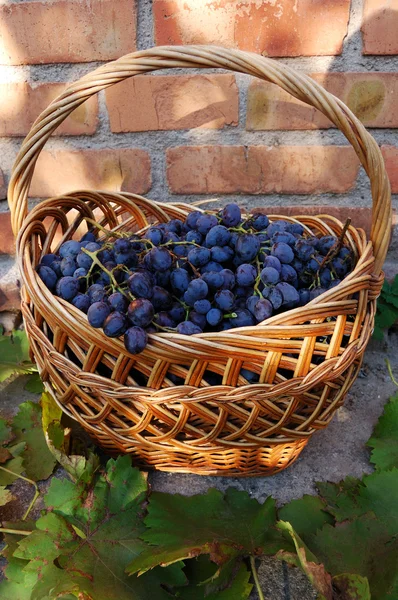 Stock image Autumnal still life: basket with grapes