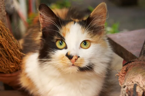 Трёхцветная Кошка Ведьм — стоковое фото