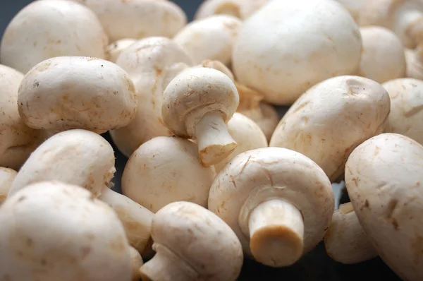 stock image Champignons