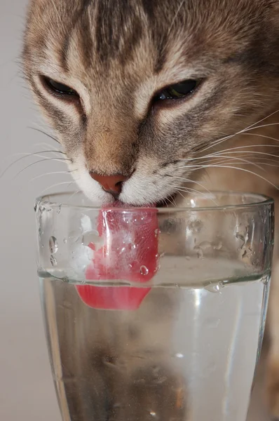 Кошка Пьет Воду Стекла — стоковое фото