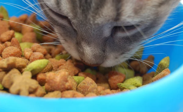Γάτα Τρώει Γούνα Γάτας Ξηρή Τροφή — Φωτογραφία Αρχείου