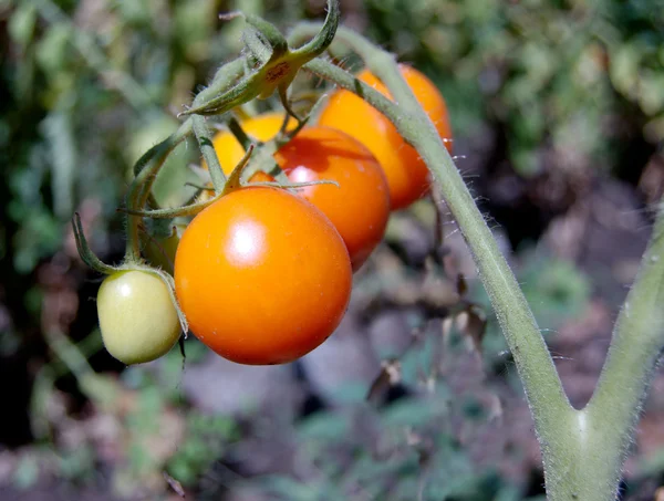 Tomaten Zijn Rijpen Farm — Stockfoto
