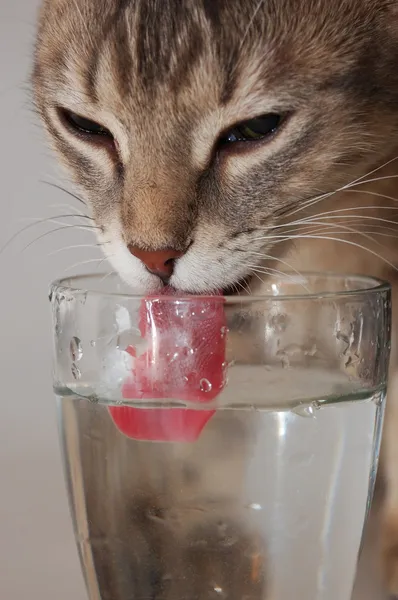 Γάτα Πόσιμο Νερό Από Γυαλί Εικόνα Αρχείου