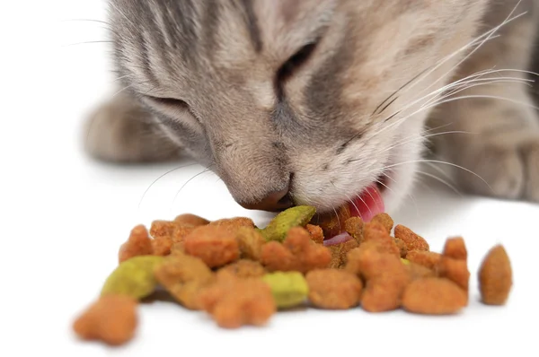 Gato comiendo comida seca para gatos Imagen de archivo