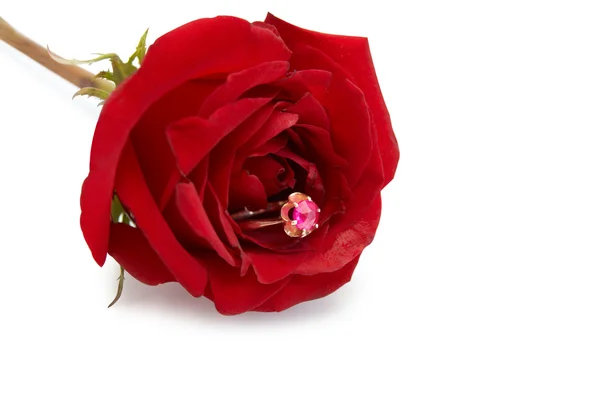 Ring with ruby in red rose — Stock Photo, Image
