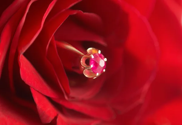 stock image Ring with ruby in red rose