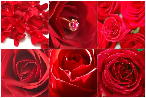 Collage Six Images Red Roses — Stock Photo, Image