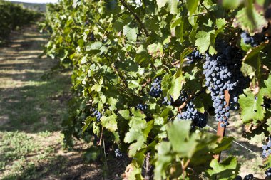 Feuilles de vignes