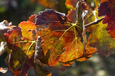 Feuilles de vignes