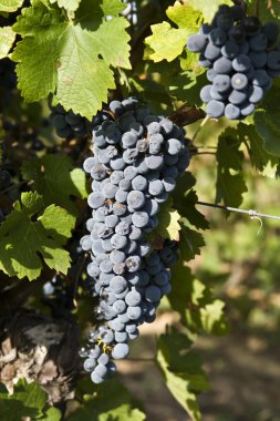 Feuilles de vignes