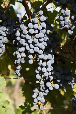 Feuilles de vignes