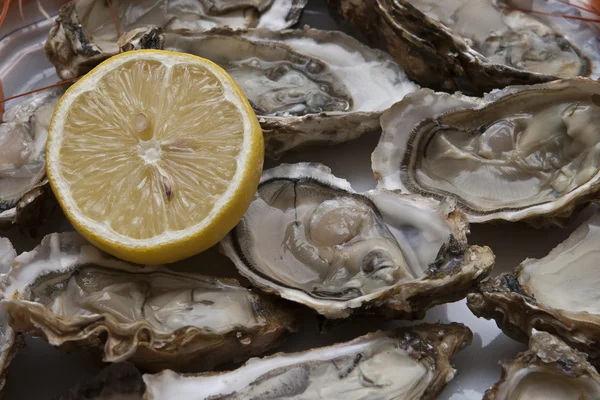 stock image Oyster