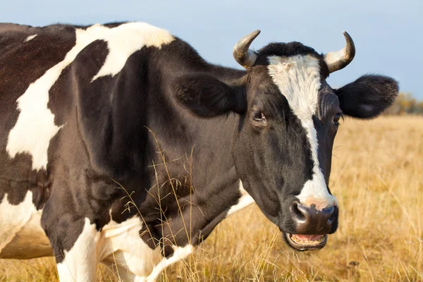 stock image Cow close up