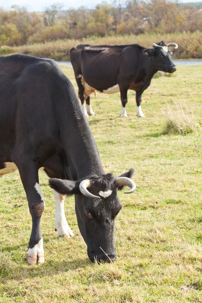 Молочних корів — стокове фото