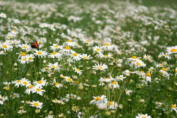 Літнє Поле Білими Ромашками Метеликами — стокове фото