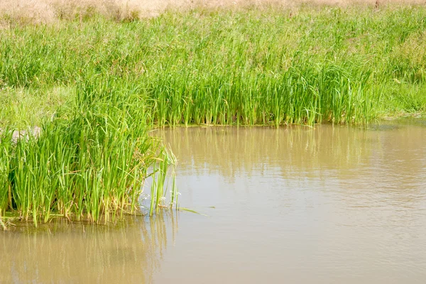 stock image Natural small pond, the plants on the shore, not muddy and clear water.