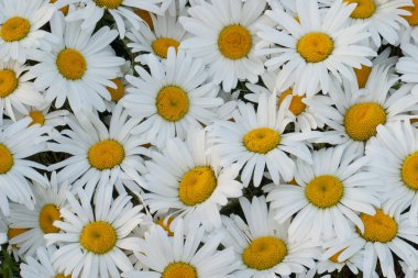 Many daisies closeup, natural backdrop for any use clipart
