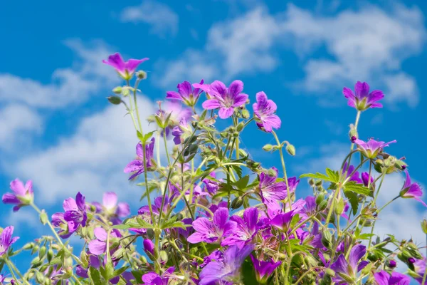 stock image Bright vibrant wild flower