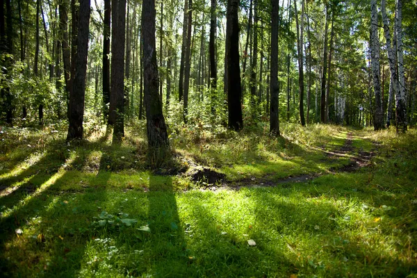 森林風景 樹冠を突破太陽の光 — ストック写真