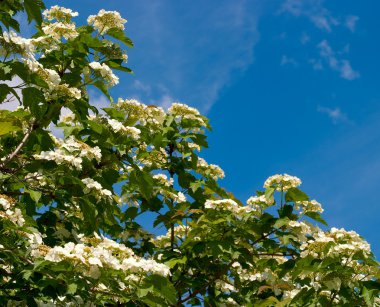 bloeiende planten van viburnum