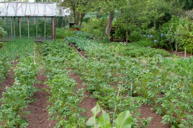 Vegetable garden: beds of potatoes, apples and greenhouse. clipart