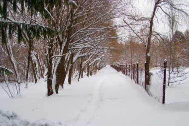 Avenue ağaç