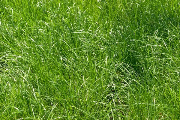 绿色的草地 任何使用的自然背景 — 图库照片