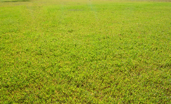 Zasięg Zielonej Trawy Fragment Pola Naturalne Tło — Zdjęcie stockowe