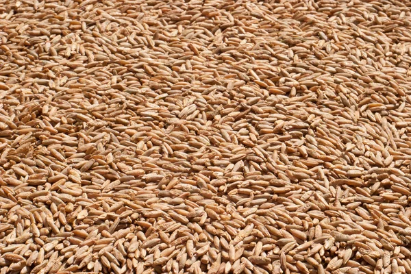 Råg korn närbild — Stockfoto