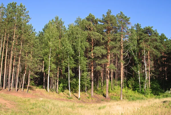 Summer Natural Landscape Edge Pine Coniferous Forest — Stock Photo, Image
