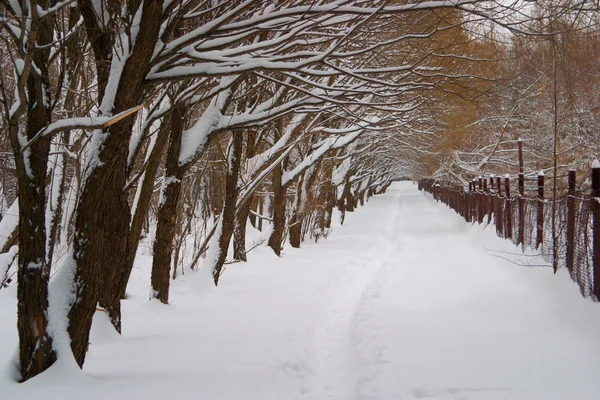 Avenida Árvores Cobertas Neve Paisagem Inverno Depois Uma Queda Neve — Fotografia de Stock