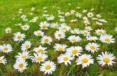 Daisies in a meadow clipart