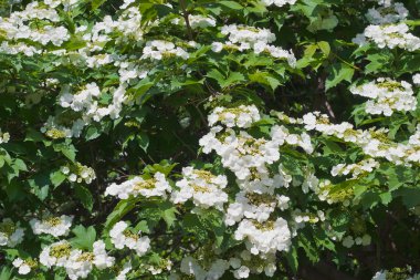 bloeiende planten van viburnum