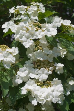 Blooming viburnum clipart