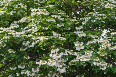 bloeiende planten van viburnum