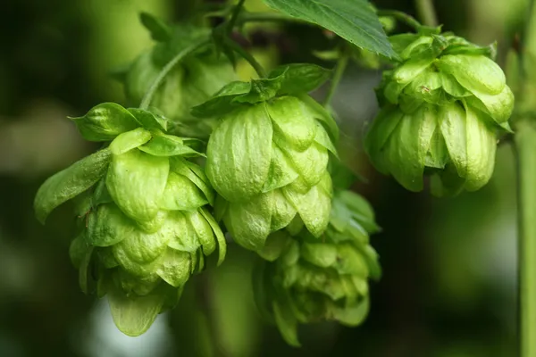 植物啤酒花 — 图库照片