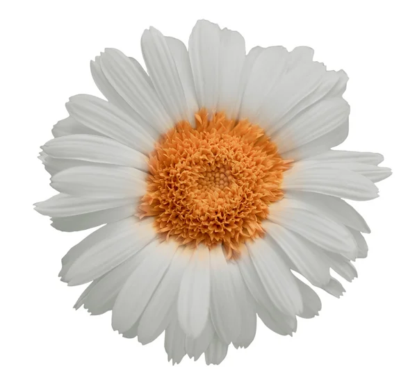 Large Daisy Isolated White Background — Stock Photo, Image