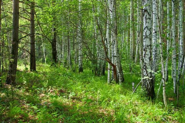 stock image Forest